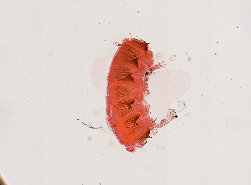 Detailná laboratórna fotografia rusa domového