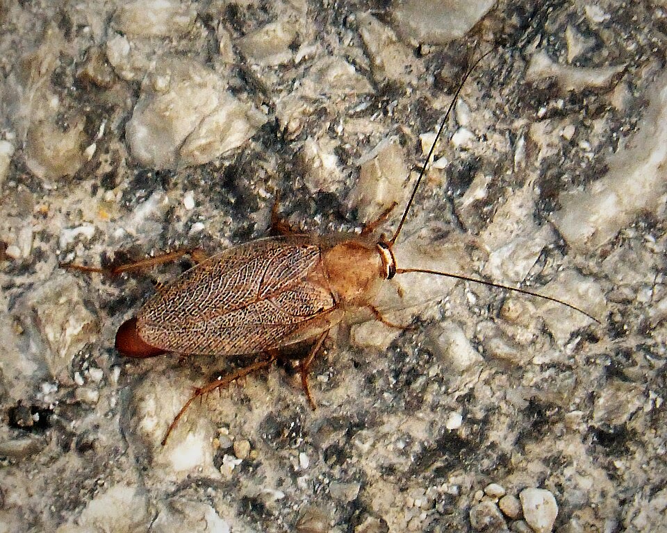 Reálna fotografia rusa domového na drsnom povrchu